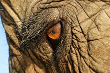 Elephant Eye Tag