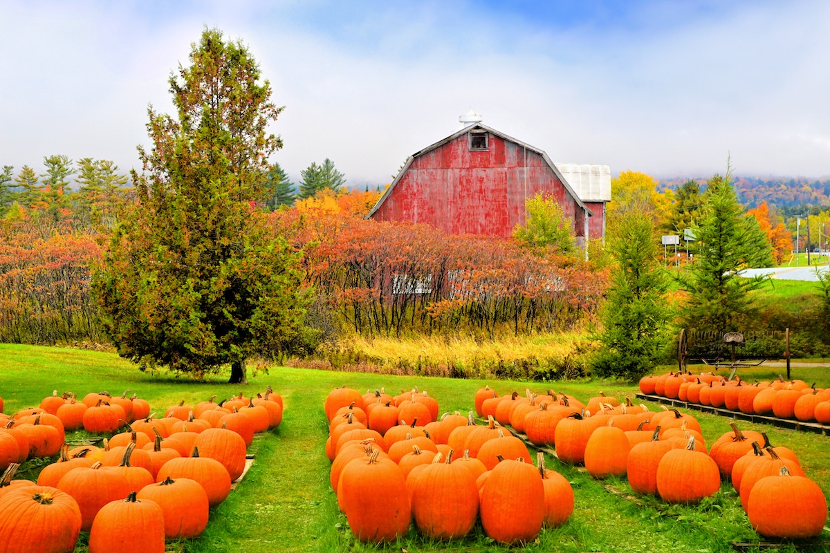 Halloween story: rows of pumpkins in front of an old red barn on an autumn day