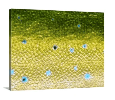 Mahi