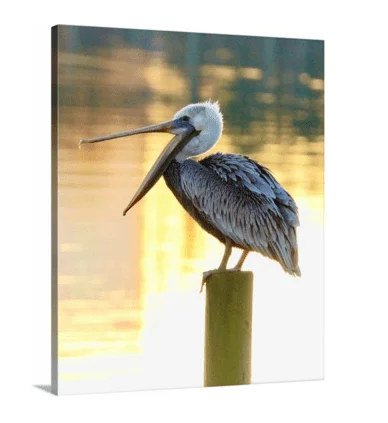 Laughing Pelican
