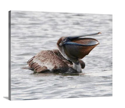 Hopeful Pelican