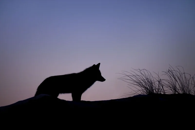 Fox Silhouette
