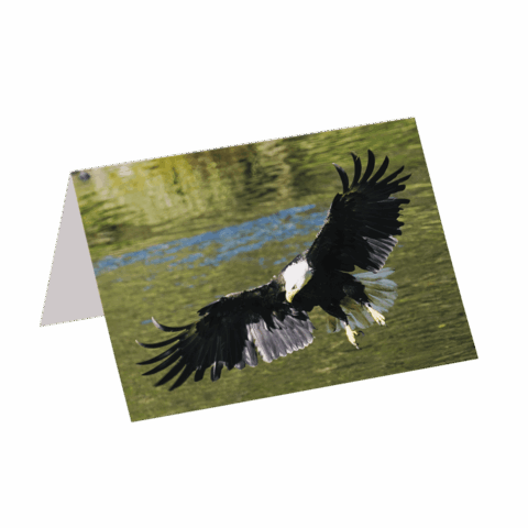 The Eagle (Greeting Card)