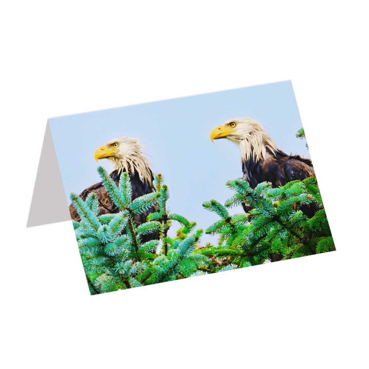 Double Eagles (Greeting Card)