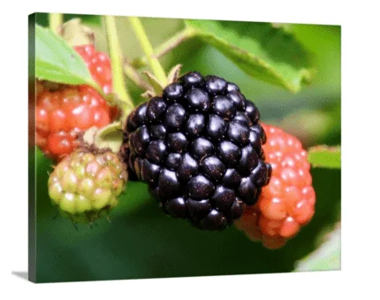 Blackberries canvas print, signed by Andy Andrews