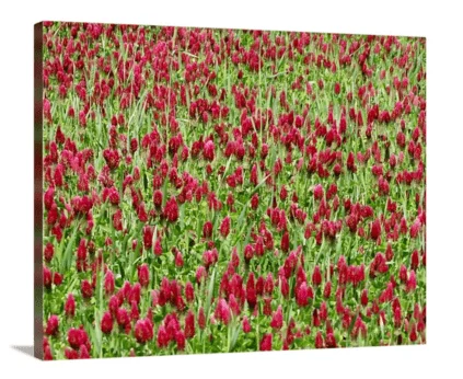 Crimson In Clover canvas print, signed by Andy Andrews