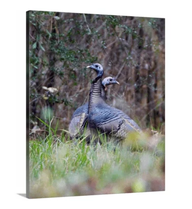 The Lookouts canvas print, signed by Andy Andrews
