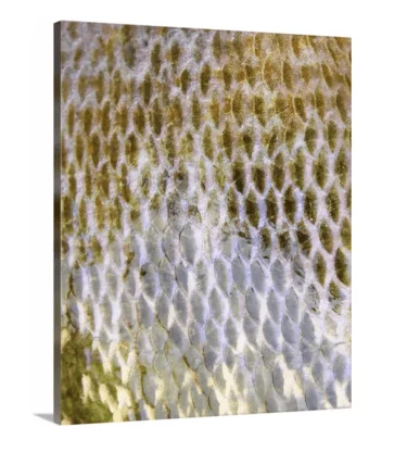 Bluegill canvas print, signed by Andy Andrews