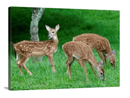 Triplets canvas print, signed by Andy Andrews