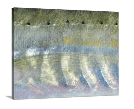 Cigar Minnow canvas print, signed by Andy Andrews