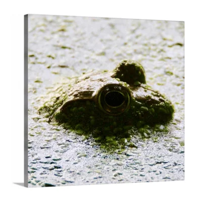 Frog Watch canvas print, signed by Andy Andrews