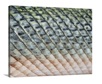 Alligator Gar canvas print, signed by Andy Andrews