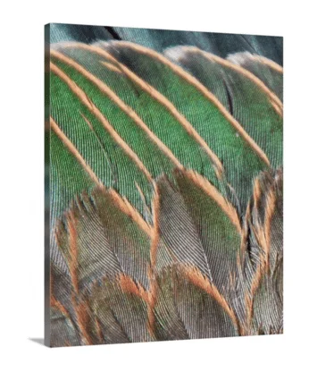 Green Heron canvas print, signed by Andy Andrews