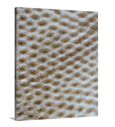 Triggerfish canvas print, signed by Andy Andrews