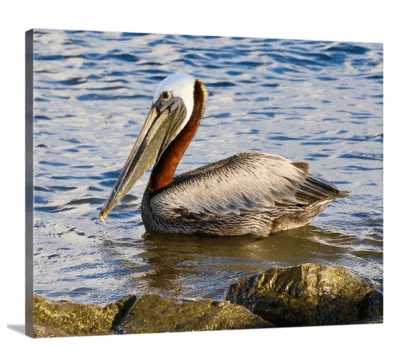 Posing Pelican canvas print, signed by Andy Andrews