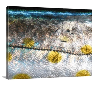 Spanish Mackerel canvas print, signed by Andy Andrews