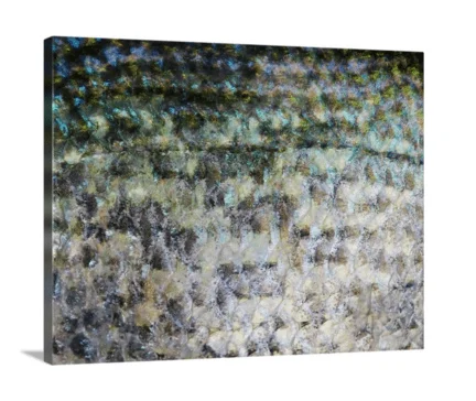 Black Crappie canvas print, signed by Andy Andrews