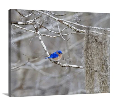 Winter Color canvas print, signed by Andy Andrews