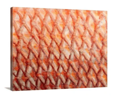 Snapper canvas print, signed by Andy Andrews