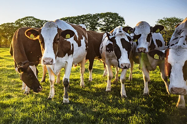 Christmas Cards, Killer Whales, and Cows