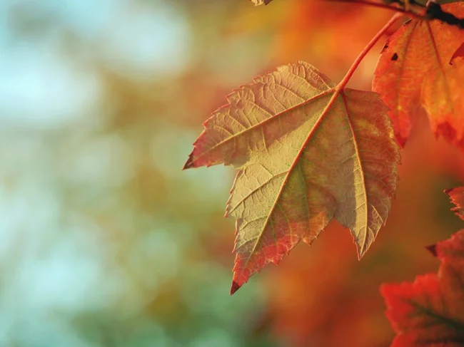 A backlit autumn maple leaf turning from green to red