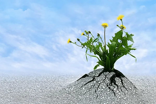 Knowing When to Persist and When to Change Direction