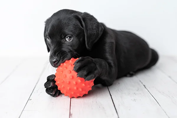 A New Dog!
